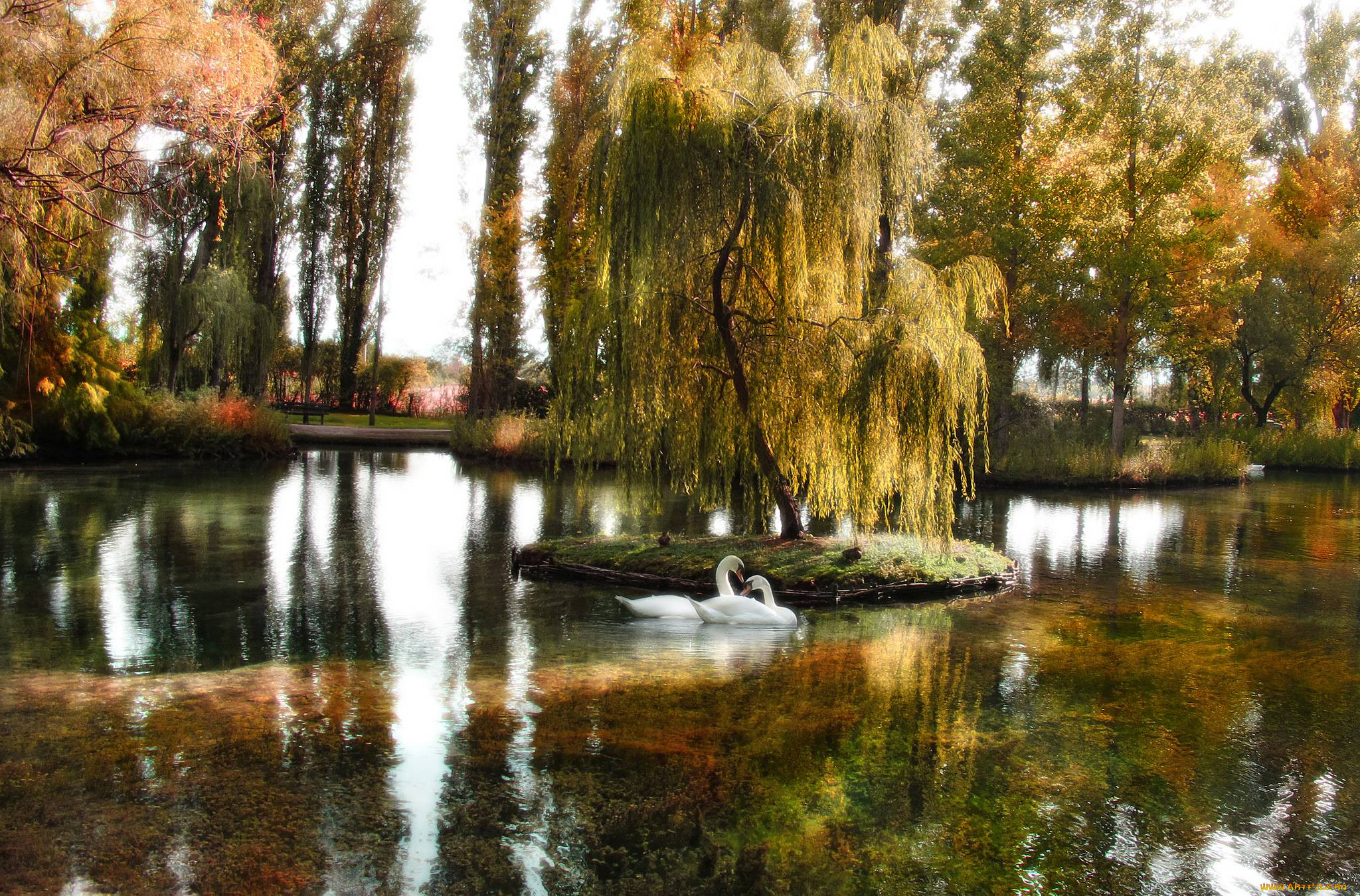 Екатерининский парк осень озеро лебеди